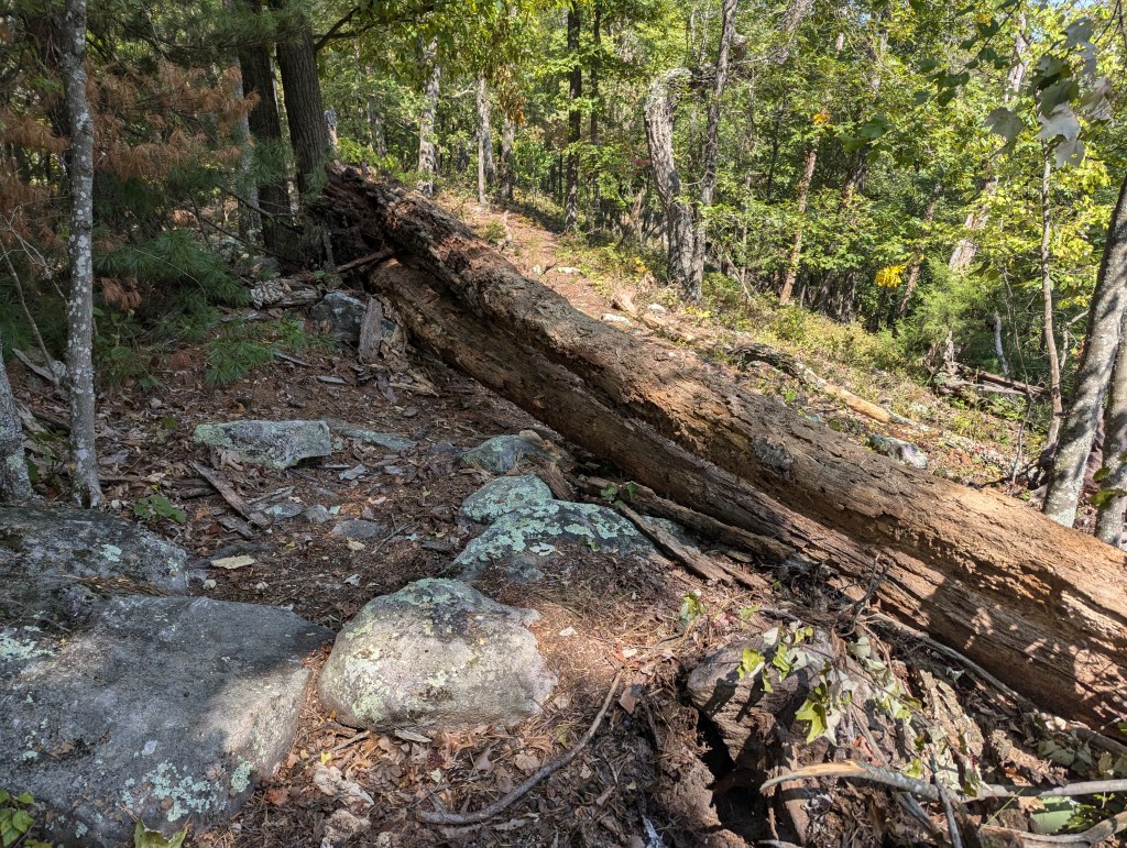 Before trees are cleared.